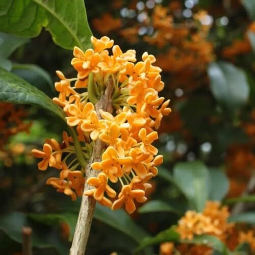 Orange Osmanthus Flower Seeds
