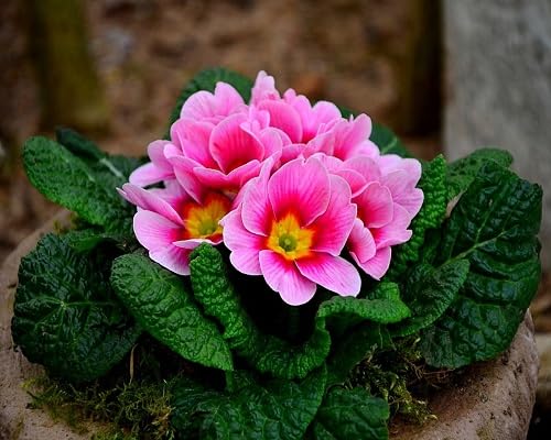 Pink Primula Flower Seeds