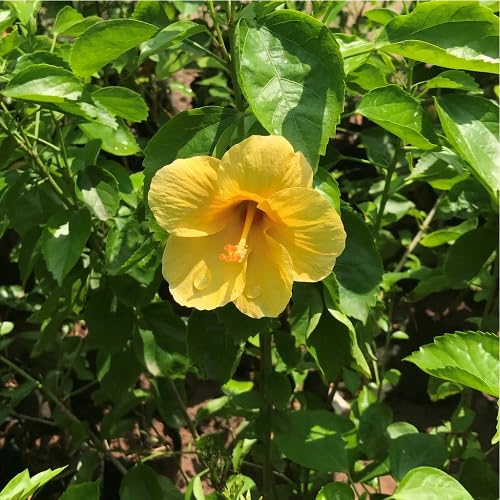 yellow giant hibiscus flower