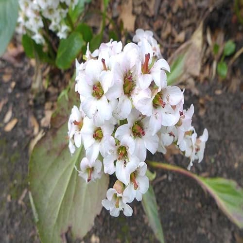 White Bergenia Cordifolia Flower Seeds