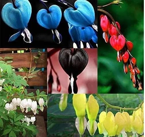 Bleeding Heart Flowers Seeds