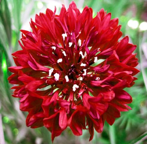 Red Centaurea Flower Seeds