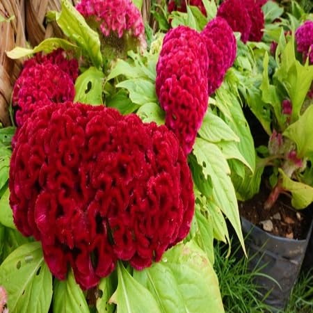 Celosia Flower Seeds