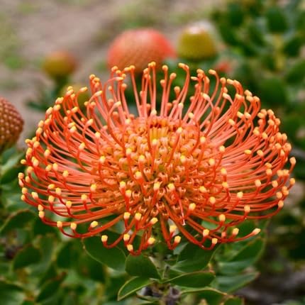 Orange Protea Flower Seeds