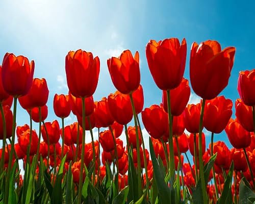 Red Tulip Flower Seeds