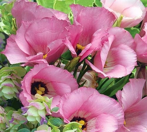 Red Eustoma Flower Seeds