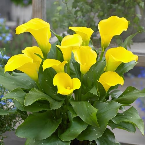Yellow Calla Lilly Flower Seeds