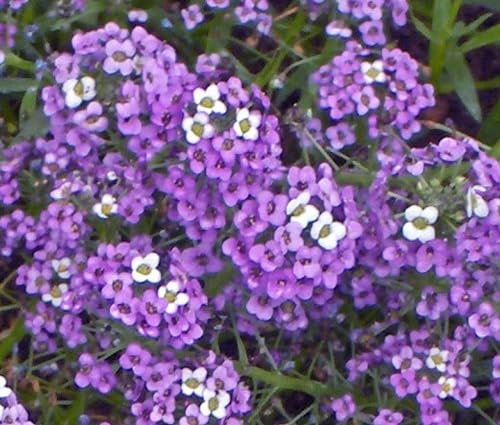 Violet Alyssum Flower Seeds