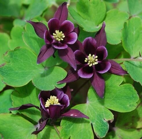 Purple Aquilegia Flower Seeds