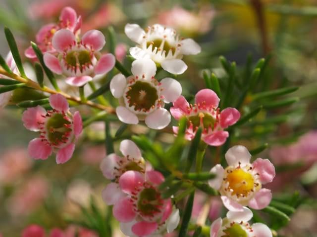 Red White Chamelaucium Flower Seeds