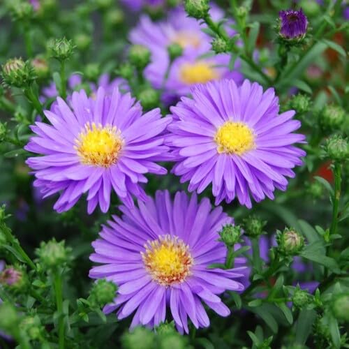 Purple Aster Flower Seeds
