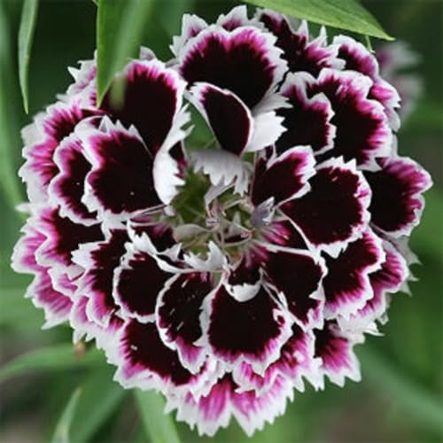 White Purple Chianti Dianthus Flower Seeds