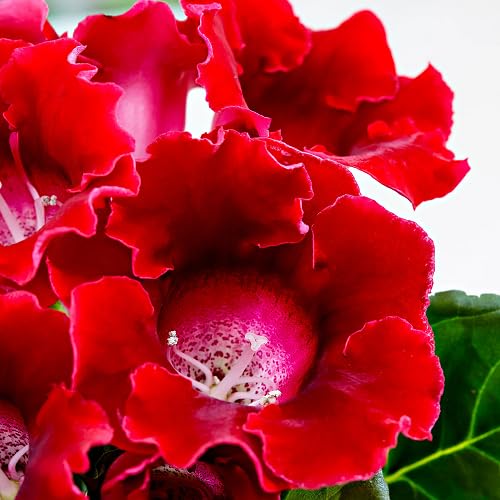 Red Gloxinia Flower Seeds