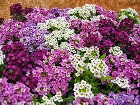 alyssum flower seeds mixed