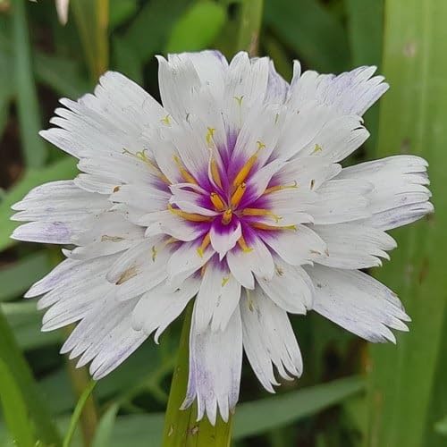 White Catananche Flowers Seed.