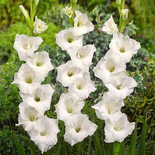 white gladiolus flower seeds