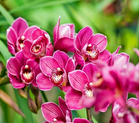 Cymbidium Flower Seeds