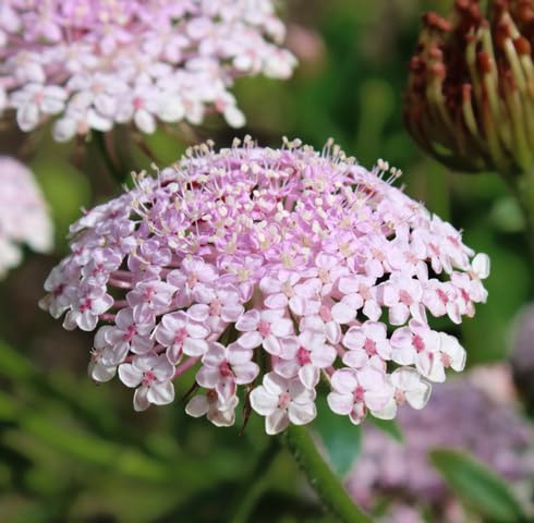 Pink Lace Flower Seeds