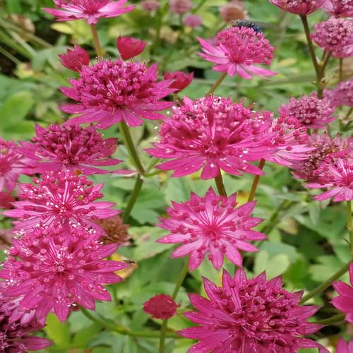 Pink Astrantia Flower Seeds