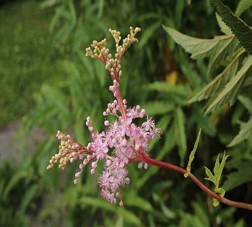Pink Filipendula Flower Seeds