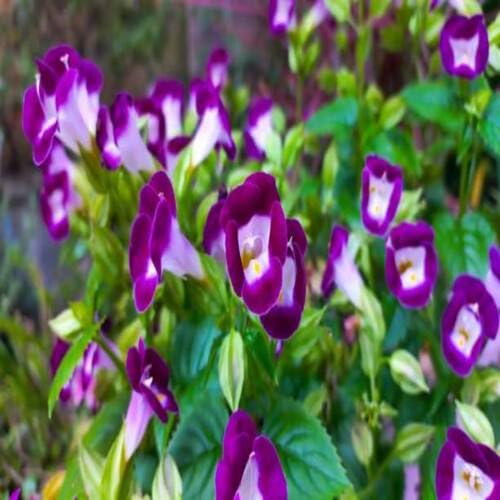 White Torenia Flower Seeds