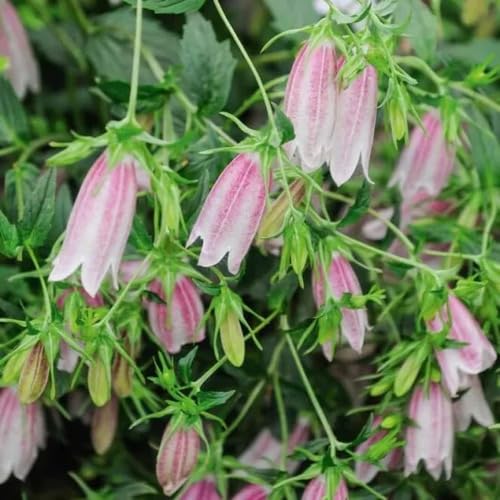 Purple Light Bell Flower Seeds