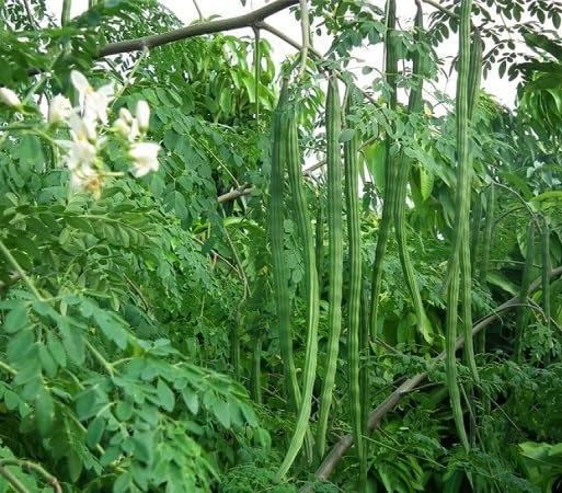 Drumstick vegetable seeds - Heirloom, Organic, Non Gmo Garden Seeds for kitchen garden planting