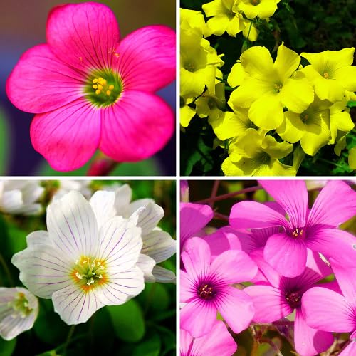 Mixed Oxalis acetosella Flower Seeds - Heirloom Non GMO High Germination Organic Flower Seeds for Planting