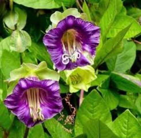Purple Cobaea Scandens flpower Seeds