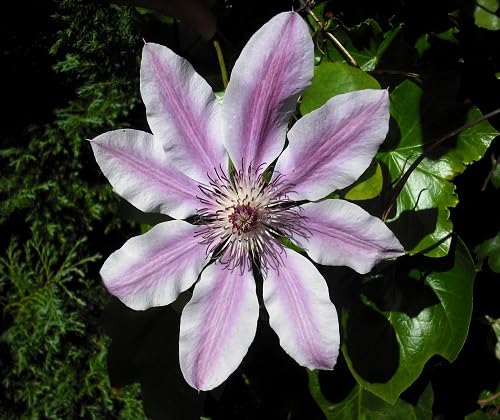 White Clematis Flower Seeds