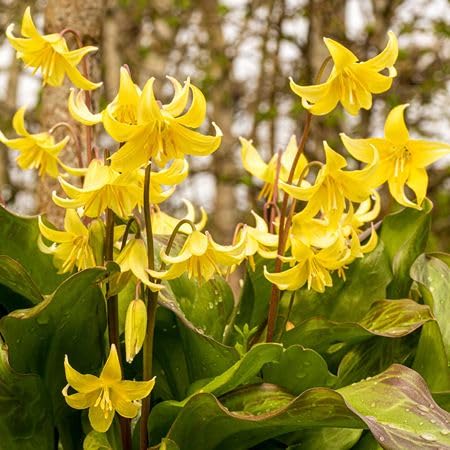 Yellow Erythronium Pagoda Flower Seeds