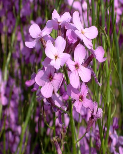 Pink Hesperis matronalis Flower Seeds