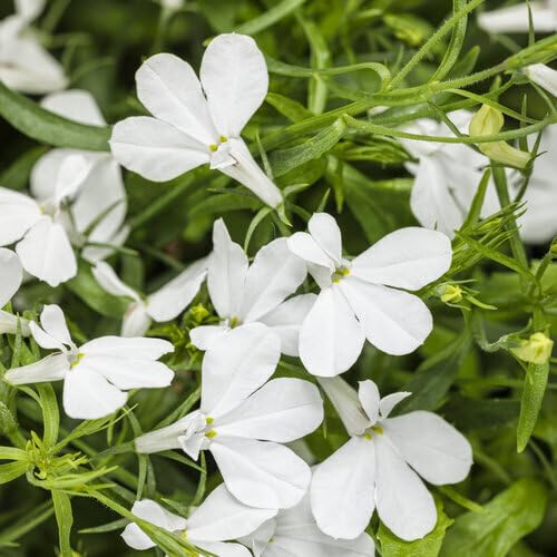 White Lobelia Regatta Flower Seeds