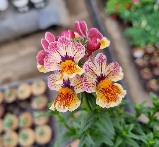 Pink White Nemesia Flower Seeds
