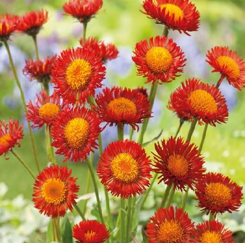 Red erigeron Flower Seeds