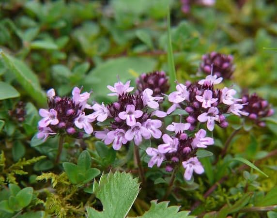 Creeping Thyme Flower Seeds