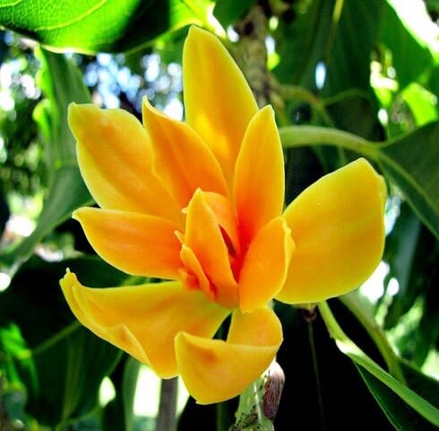 Yellow Ylang Flower Seeds