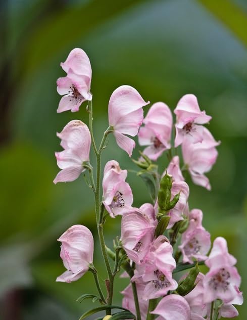 Aconitum Flower Seeds