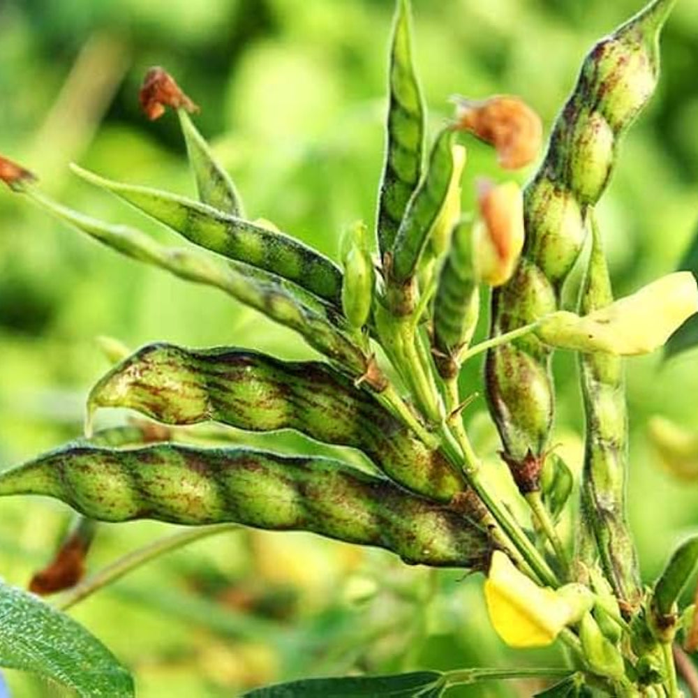Organic Gandules Pigeon Peas
