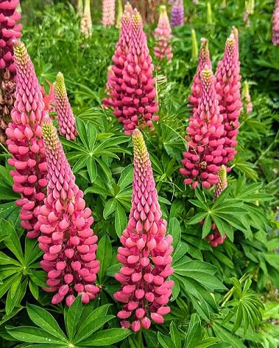 Pink Lupin Flowers Seeds