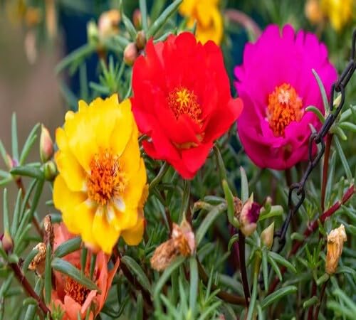 Mixed Portulaca grandiflora Flower Seeds