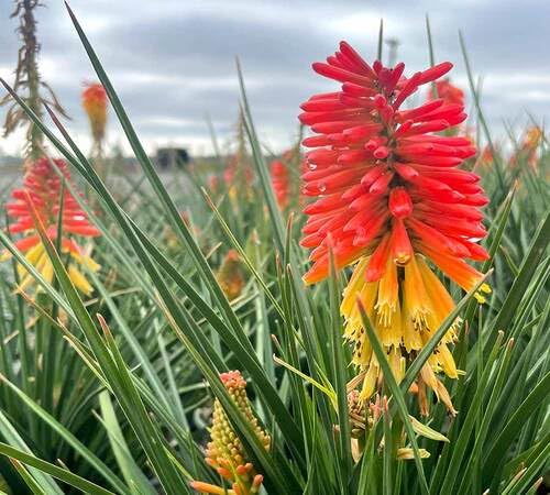 Red Kniphia Flower Seeds