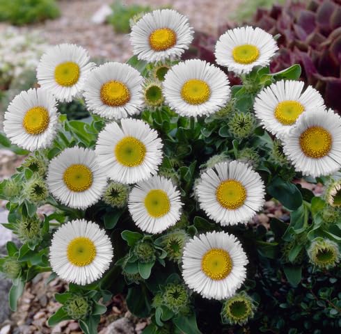 white erigeron flower seeds