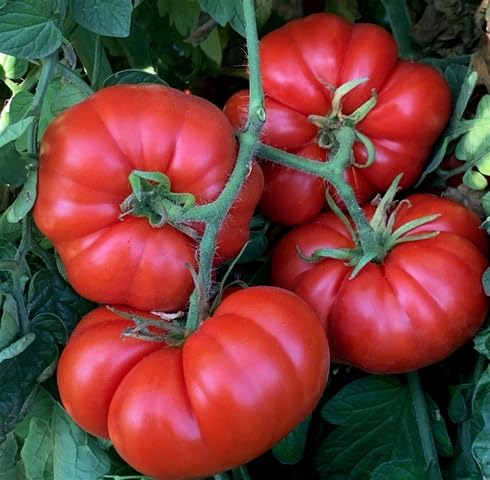 Red Gaint Tomato vegetable seeds - Heirloom, Organic, Non Gmo Garden Seeds for kitchen garden planting