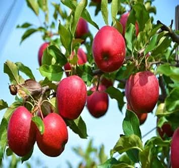 Red Spondias Purpurea Rare Fruits Fruit Seeds