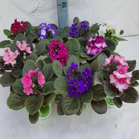 Saintpaulia Flower Seeds