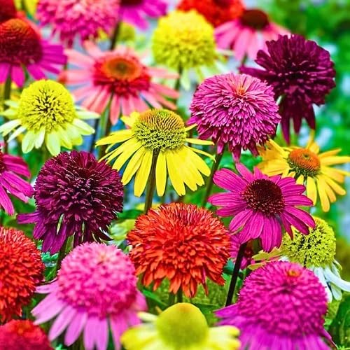Mixed Echinacea Flowers Seeds