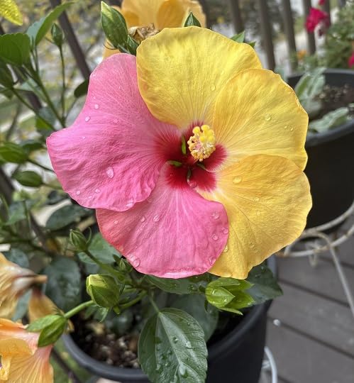 Pink Yellow Hibiscus Flower Seeds