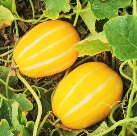 Chamoe Melon vegetable seeds for Home Gardening, Heirloom, Non-GMO, High Germination Organic for kitchen garden planting