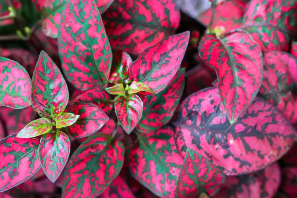 Perennial Hypoestes Flower Seeds
